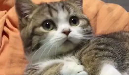 可爱小猫视频,跟随可爱小猫的欢快舞步